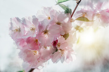 Pink cherry blossoms in full bloom beautiful spring background