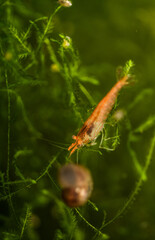 shrimp in the aquarium