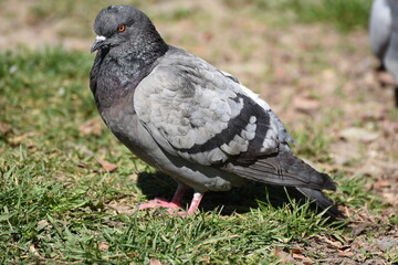 gray  pigeon 
