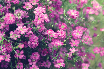 Small pink flowers of gypsophila on a blurred green background. Floral background