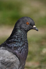 gray  pigeon 