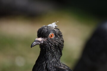 gray  pigeon 
