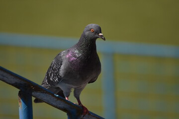 gray  pigeon 