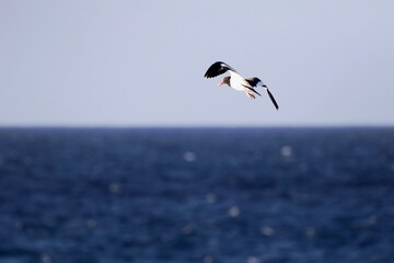 Fototapeta na wymiar Seevogel erhebt sich über Ozean