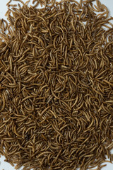 Top view of a large number of mealworms. Background, texture