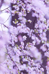Almond tree blooming in the garden