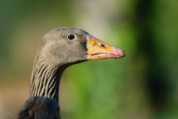 Portrait of a goose