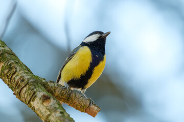 great tit (aka parus major) on green background