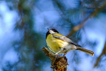 Mésange charbonnière - Parus major - Great Tit