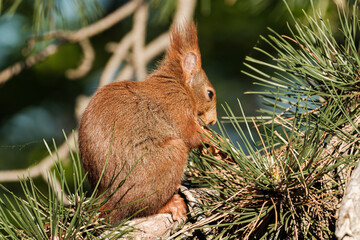 Squirrel feeding in the park