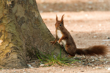 Cute squirrel on a tree in Lyon - Parc de la Tête d'Or