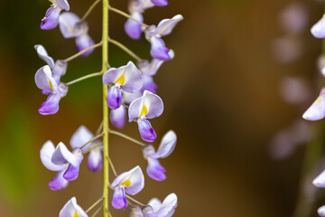 Fototapeta na wymiar Purple flower close-up on green background in the wild