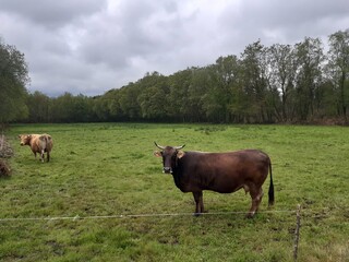 Vaca en una explotación ganadera al nordeste de Galicia