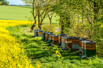 Bienenkästen am Rapsfeld im Frühjahr