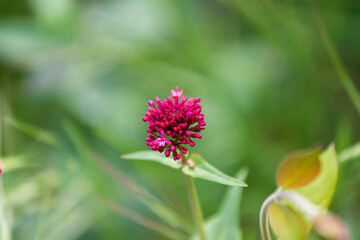 Red flower on green background