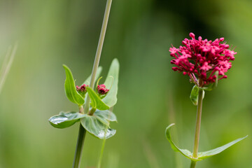 Red flower on green background