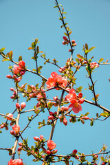 Pink flowers on branches of shrub Japanese quince against blue sky in spring. Beautiful spring flowering. Vertical photo. Selective focus.