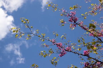 Flowers against blue sky