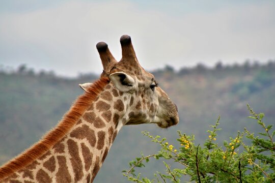 Masai Giraffe /Giraffa camelopardalis /. National Park Pilanesberg. Republica of South Africa.