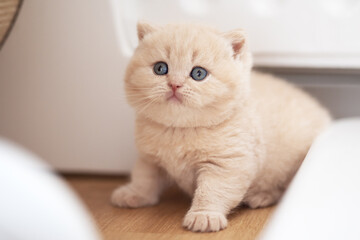 Extram niedliches Katzenbaby BKH Kitten ganz verträumt