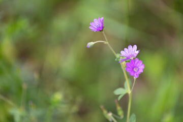 Purple flower close-up on green background in the wild