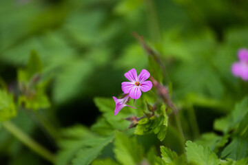 Fototapeta premium Purple flower close-up on green background in the wild