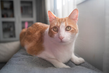 Brown and white cat with yellow eyes lying on the sofa, looks up. close up