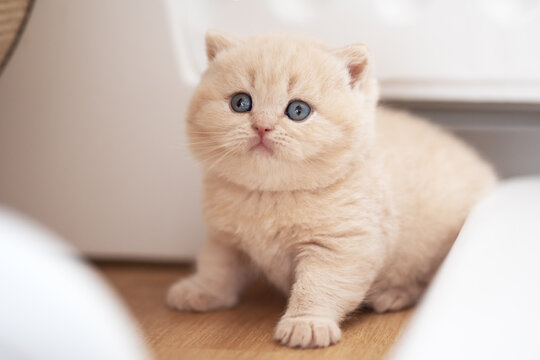 Extram niedliches Katzenbaby BKH Kitten ganz vertr&auml;umt