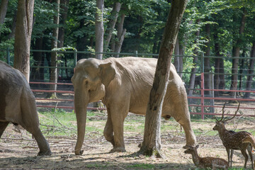 Fototapeta na wymiar african elephant at zoo in Mures