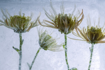 Fototapeta na wymiar Gelbe Chrysanthemen in Eis 2