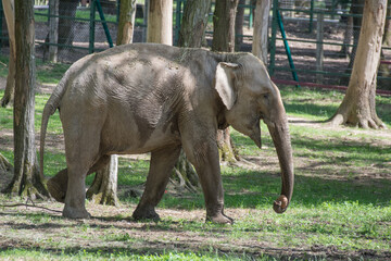 Fototapeta na wymiar african elephant at zoo in Mures