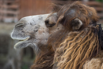 Camel at  zoo in Romania.Mures