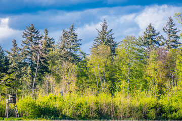 Mischwald im Frühjahr