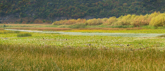 Grasses on the shores of Lake Skadar in Montenegro
