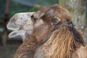 Camel at  zoo in Romania.Mures