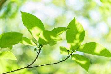Fototapeta na wymiar 陽光を浴びる新緑の枝