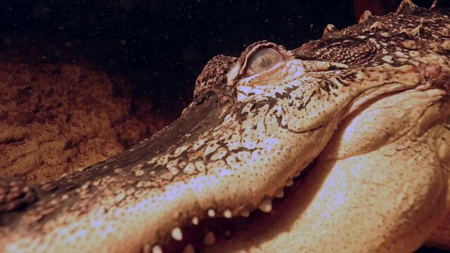alligator closeup underwater at night insane scary epic slomo