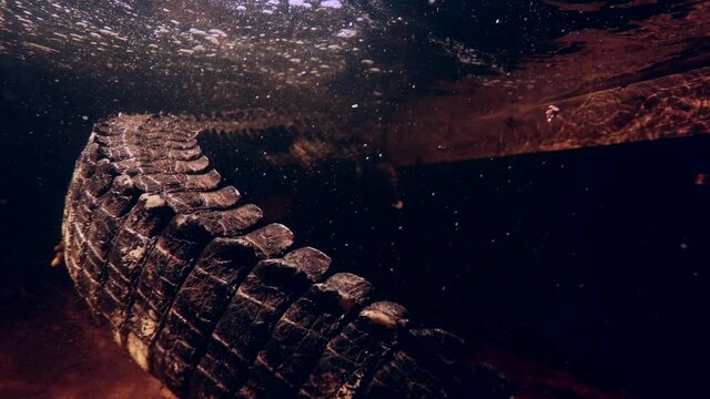 alligator underwater tail going side to side at night under dock scary slomo