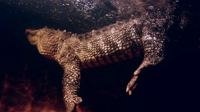 alligator swimming just below surface at dock at night slomo