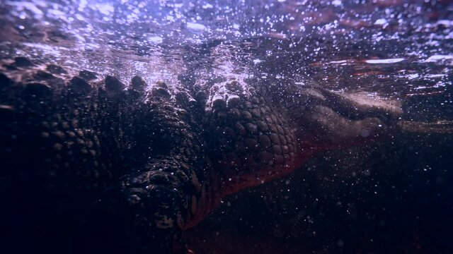 alligator closeup at night underwater spot light epic bubbles in slow motion