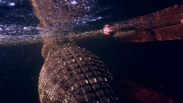 alligator underwater at night hand reaches from dock to pet it - wildlife expert