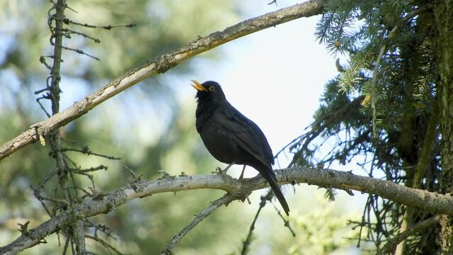 a wild migratory bird - a blackbird with a beautiful yellow beak sits on a spruce branch and sings a spring song.