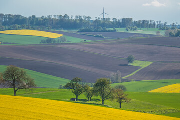 Gelb blühendes Rapsfeld im Frühjahr