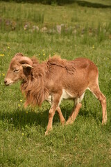 brown goat