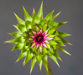 Cardo rosso, Carduus nutans 