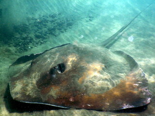 Costa Rica Pacific sea life.