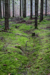 Old soldiers ditch from world war 2. Shot at Silkeborg Bad in Denmark.