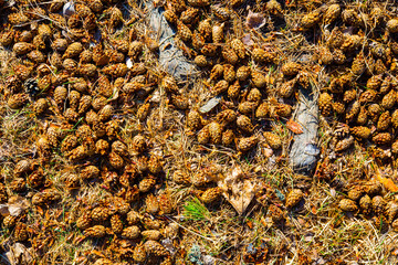 The pine cones lie on the ground in the forest. Close up view from above