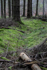 Old soldiers ditch from world war 2. Shot at Silkeborg Bad in Denmark. Old WW2 trench.