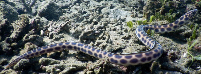 Fototapeta premium Costa Rica Pacific Sea Life